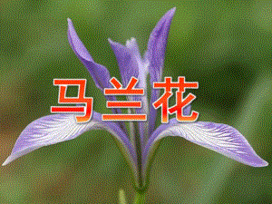 小班音乐《马兰花》PPT课件教案歌曲小班音乐《马兰花》.ppt
