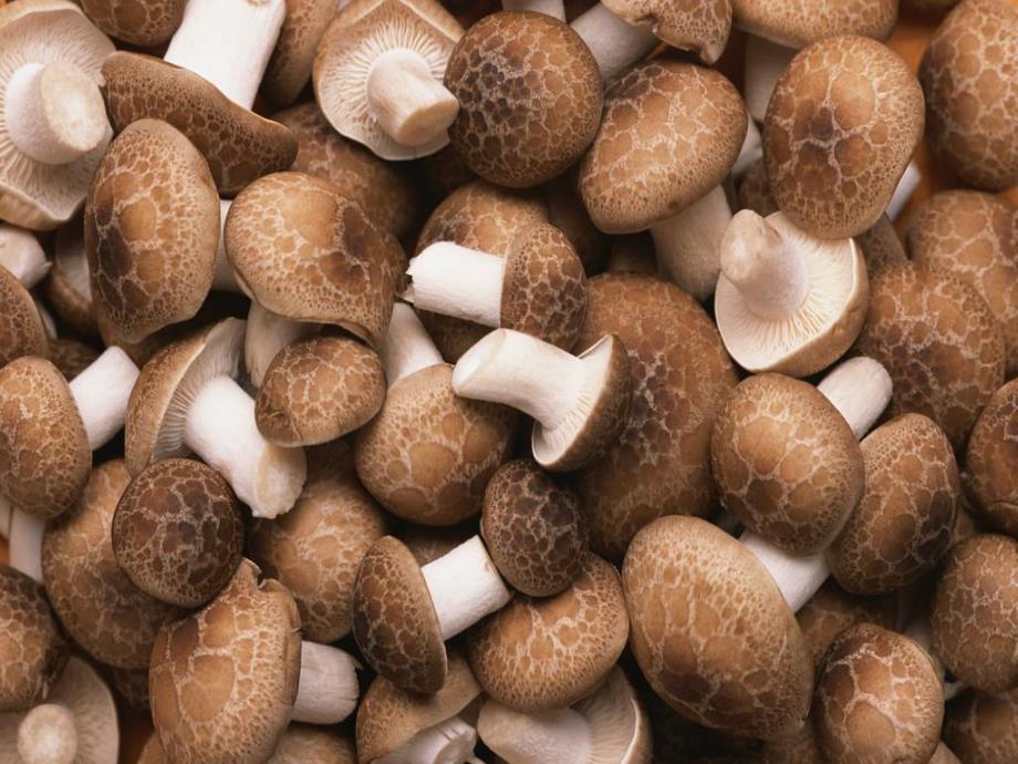 大班健康公开课《好吃的蘑菇》PPT课件教案大班科学好吃的蘑菇.ppt_第3页