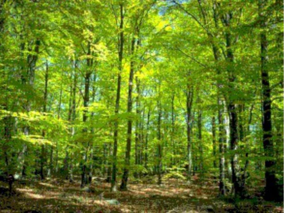 大班美术活动《春天的小树林》PPT课件大班美术活动《春天的小树林》PPT课件.ppt_第3页