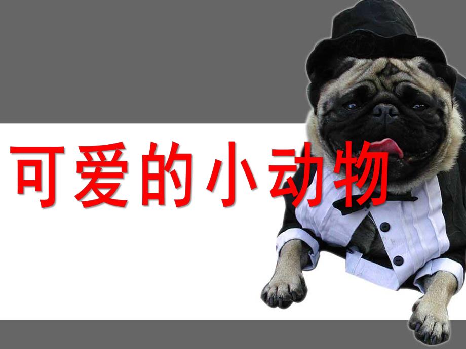 大班语言《可爱的小动物》PPT课件大班语言《可爱的小动物》PPT课件.ppt_第1页