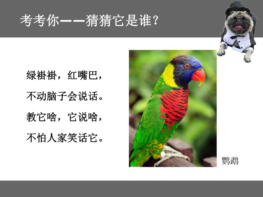 大班语言《可爱的小动物》PPT课件大班语言《可爱的小动物》PPT课件.ppt_第3页