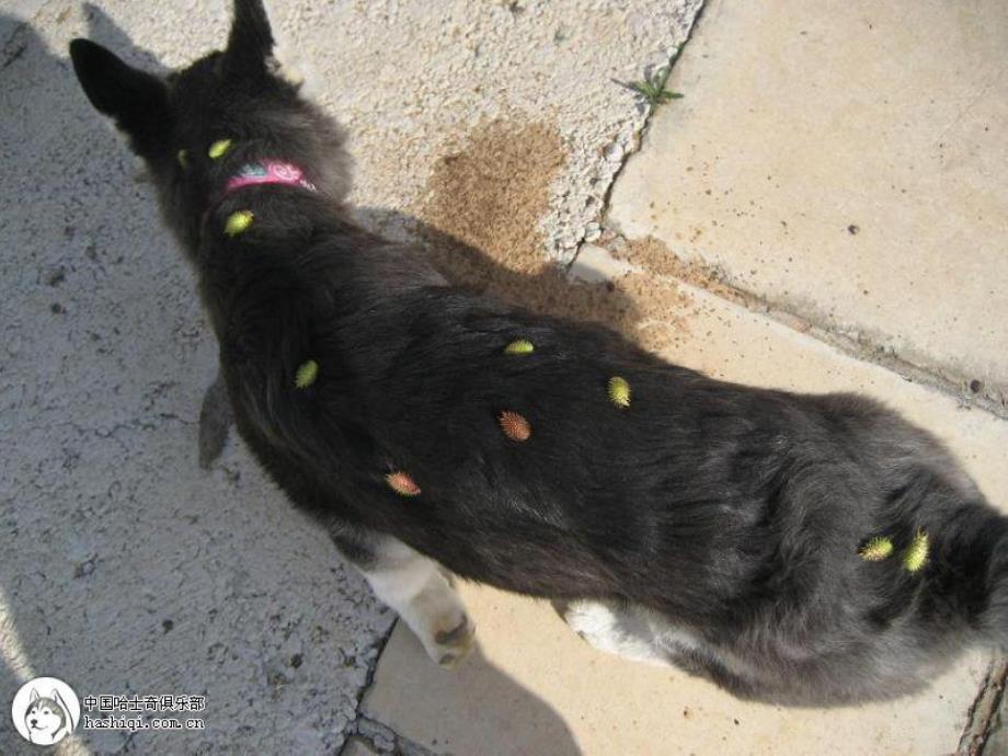 大班语言《植物妈妈有办法》PPT课件教案大班语言：植物妈妈有办法ppt课件.ppt_第3页