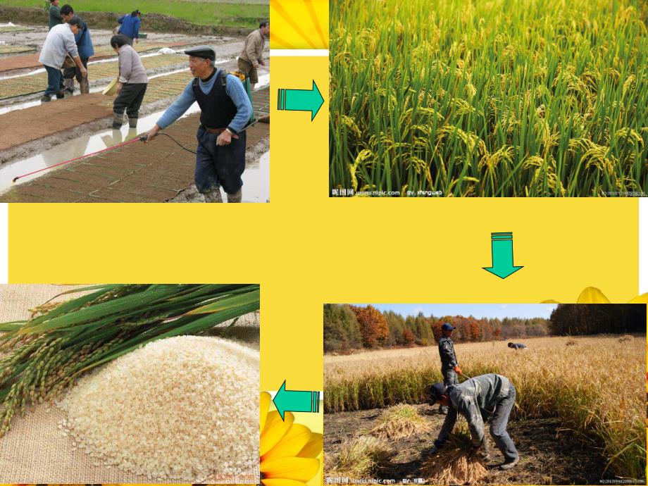 香喷喷的大米饭PPT课件教案图片PPT课件.ppt_第3页