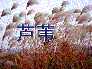 大班音乐《芦苇》PPT课件大班音乐活动《芦苇》PPT.ppt