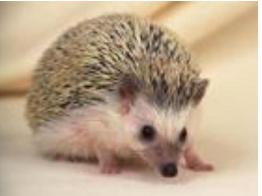 小班手工《小刺猬》PPT课件小班手工《小刺猬》演示文稿.ppt_第2页