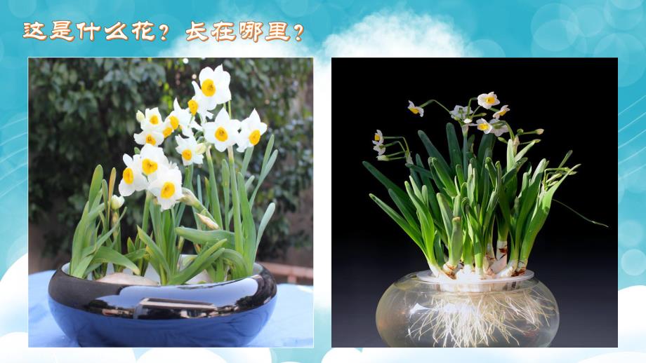 大班科学活动《美丽的水仙花》PPT课件教案PPT课件.ppt_第3页