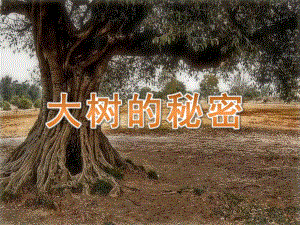 大班《大树的秘密》PPT课件教案大树的秘密.ppt