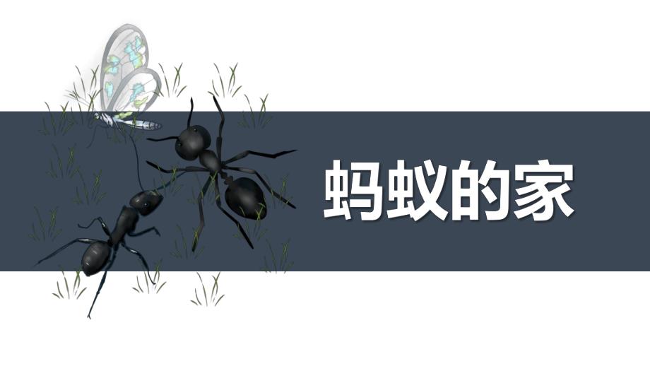 大班美术《蚂蚁的家》PPT课件教案少儿绘画之《蚂蚁的家》.ppt_第1页