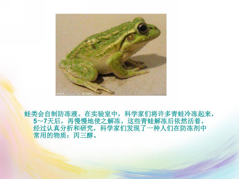 幼儿园《冬天和夏天要睡觉的动物》PPT课件冬天和夏天要睡觉的动物.ppt_第3页