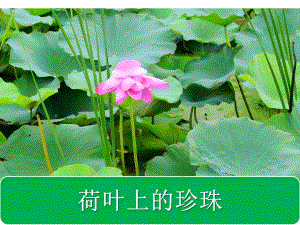 大班语言《荷叶上的珍珠》PPT课件教案大班语言-荷叶上的珍珠.ppt