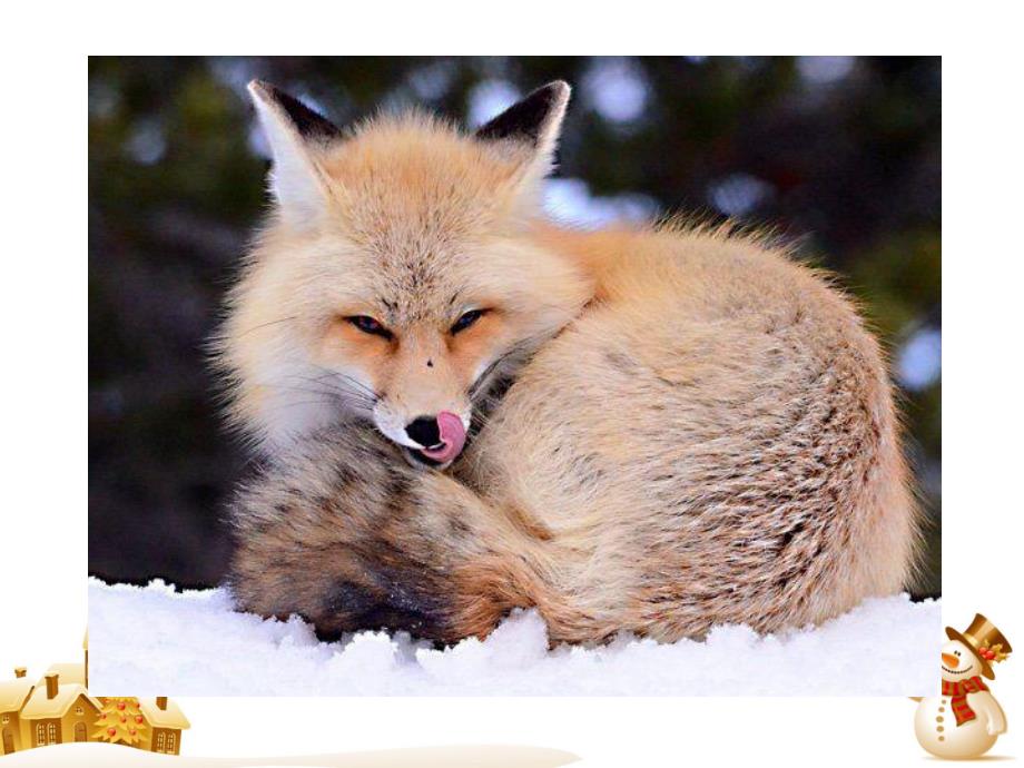 大班科学活动《冬天里的动物》PPT课件教案.ppt_第3页