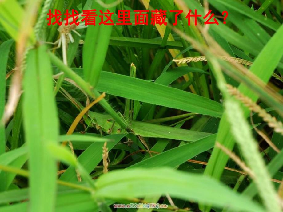 幼儿园《动物保护色》PPT课件教案动物保护色.ppt_第3页