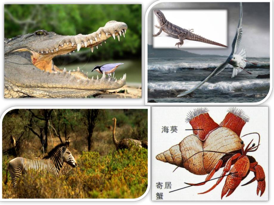 大班科学活动《好朋友》PPT课件教案PPT课件.ppt_第3页