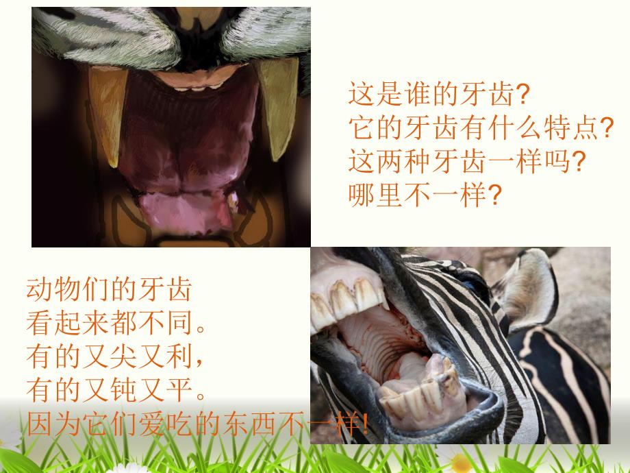 大班健康《动物牙齿大奇观》PPT课件动物牙齿大奇观.ppt_第2页