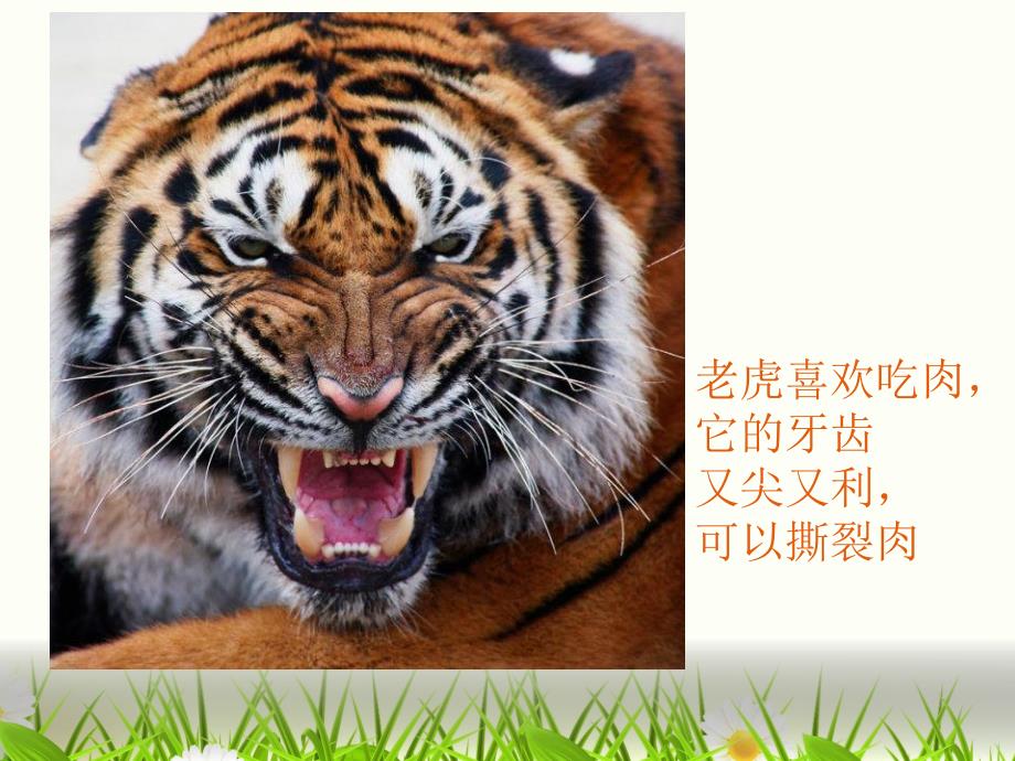 大班健康《动物牙齿大奇观》PPT课件动物牙齿大奇观.ppt_第3页