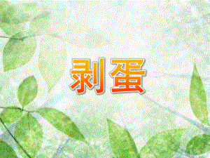 小班社会《剥蛋》PPT课件教案剥蛋.ppt