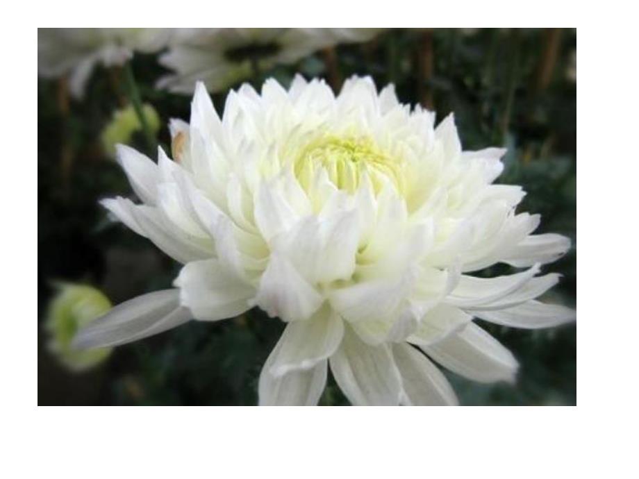 大班美术《纸上花蕾水中开》PPT课件教案大班美术《纸上花蕾水中开》微课件.ppt_第2页