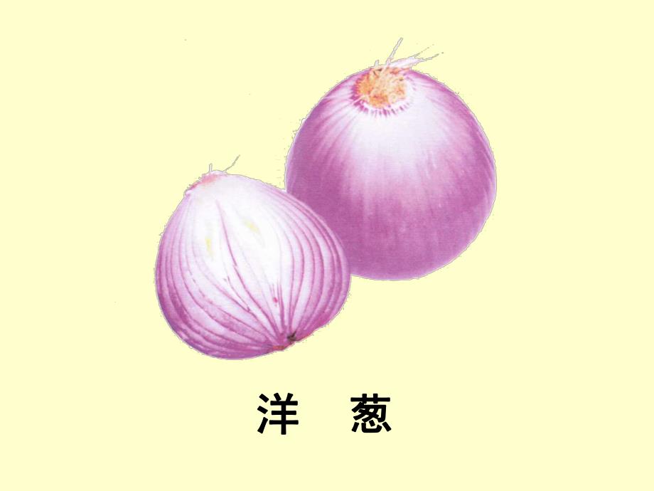 大班科学教育活动《植物的哪些部分能吃》PPT课件教案大班科学教育活动：植物的那些部分能吃.ppt_第2页