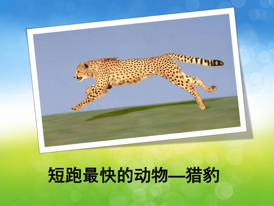 大班科学《动物之最》PPT课件教案PPT课件.ppt_第3页