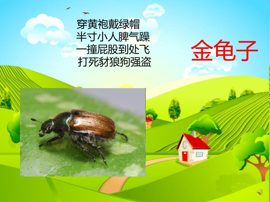 幼儿园动物儿歌《金龟子》PPT课件配音音乐PPT课件.ppt_第2页