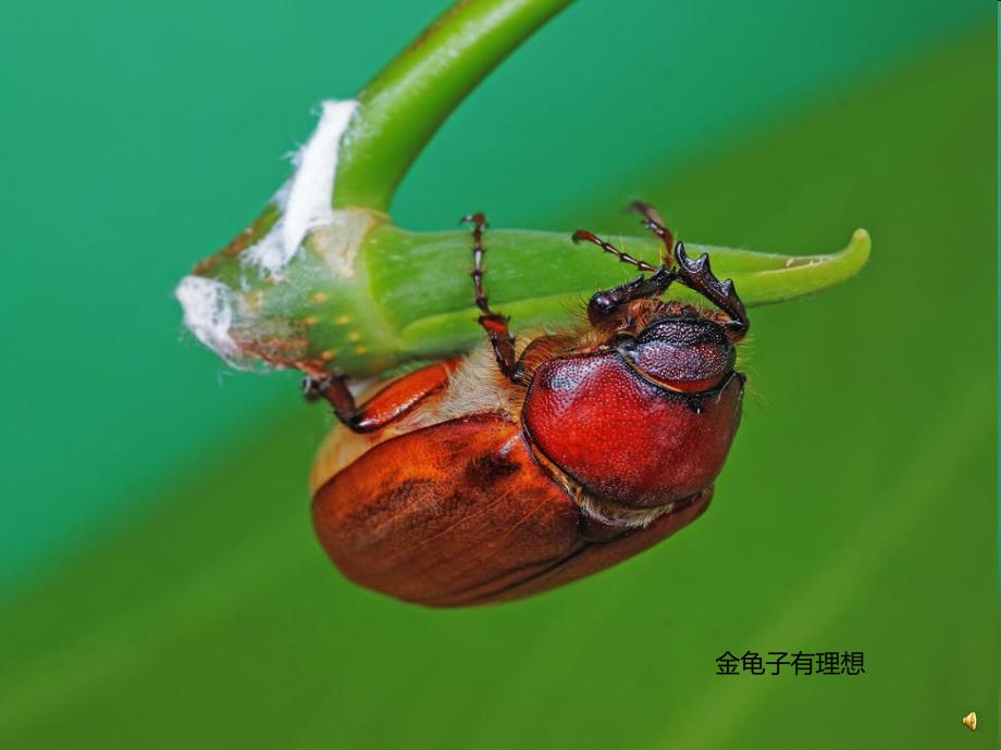 幼儿园动物儿歌《金龟子》PPT课件配音音乐PPT课件.ppt_第3页