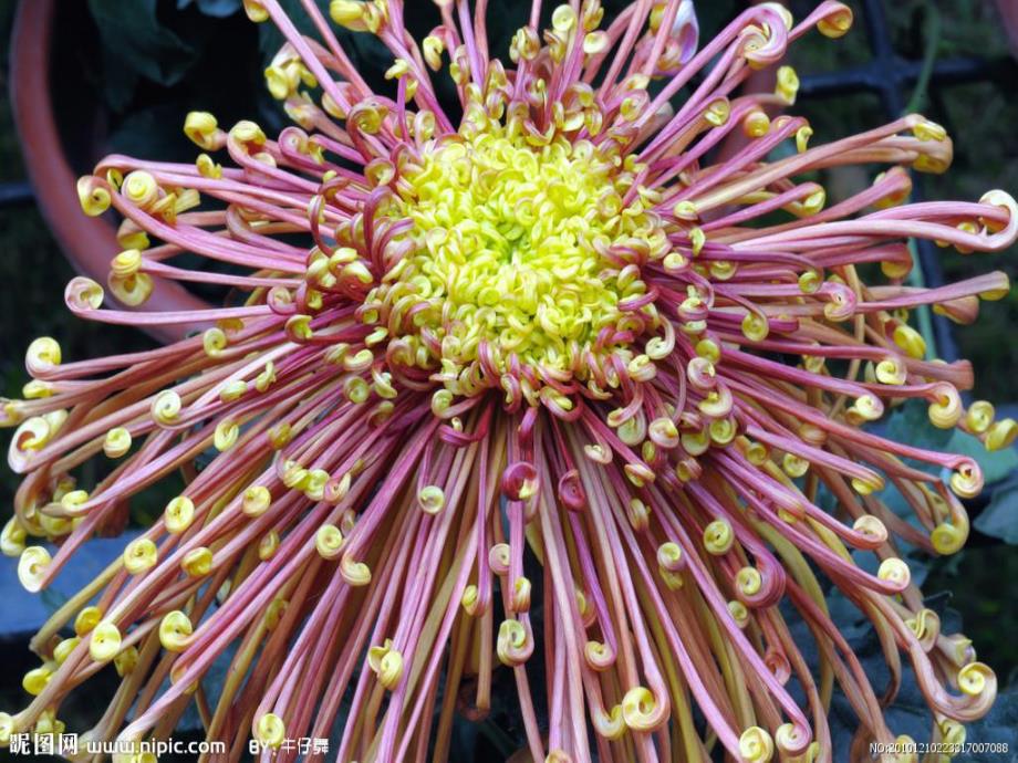 大班美术《天的花园》大班美术《天的花园》课件.ppt_第3页