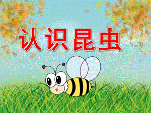 小班科学《认识昆虫》PPT课件教案PPT课件.ppt