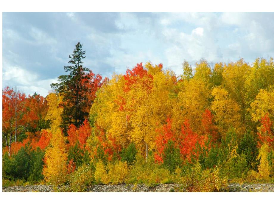 大班美术《天的小树林》PPT课件教案PPT课件.ppt_第2页