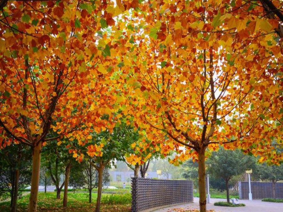 大班美术《天的小树林》PPT课件教案PPT课件.ppt_第3页