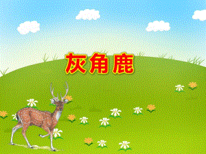 灰角鹿PPT课件教案图片PPT课件.ppt