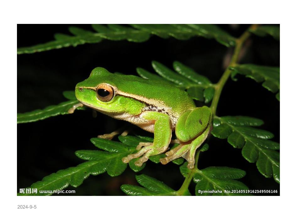 大班美术《荷叶上的青蛙》PPT课件大班美术-荷叶上的青蛙.ppt_第2页