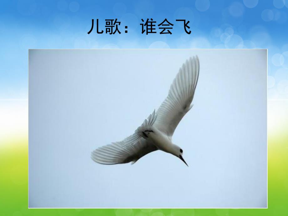 小班儿歌《谁会飞》PPT课件教案音乐PPT课件.ppt_第3页