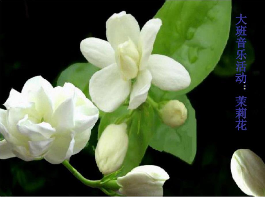 大班音乐活动《茉莉花》PPT课件教案大班音乐《茉莉花》课件.ppt_第2页