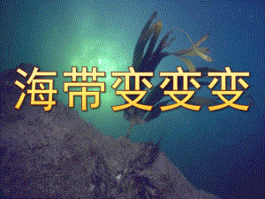 小班科学《海带变变变》PPT课件教案微课件---海带介绍.ppt