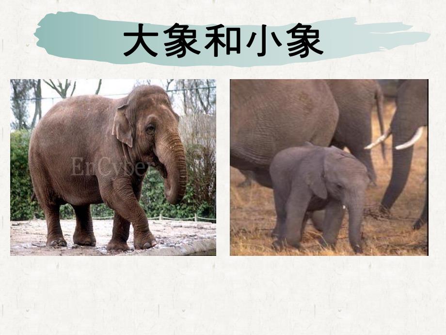 小班语言《动物宝宝和妈妈》PPT课件教案.ppt_第2页