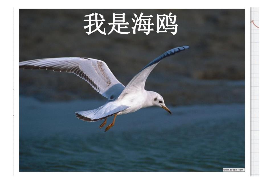 大班语言《地球上的清洁工》PPT课件教案五月--大班语言：地球上的清洁工.ppt_第3页