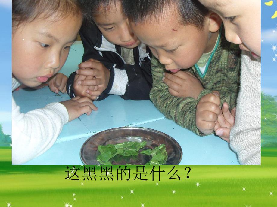 大班科学活动《会变的蚕》PPT课件教案.ppt_第2页