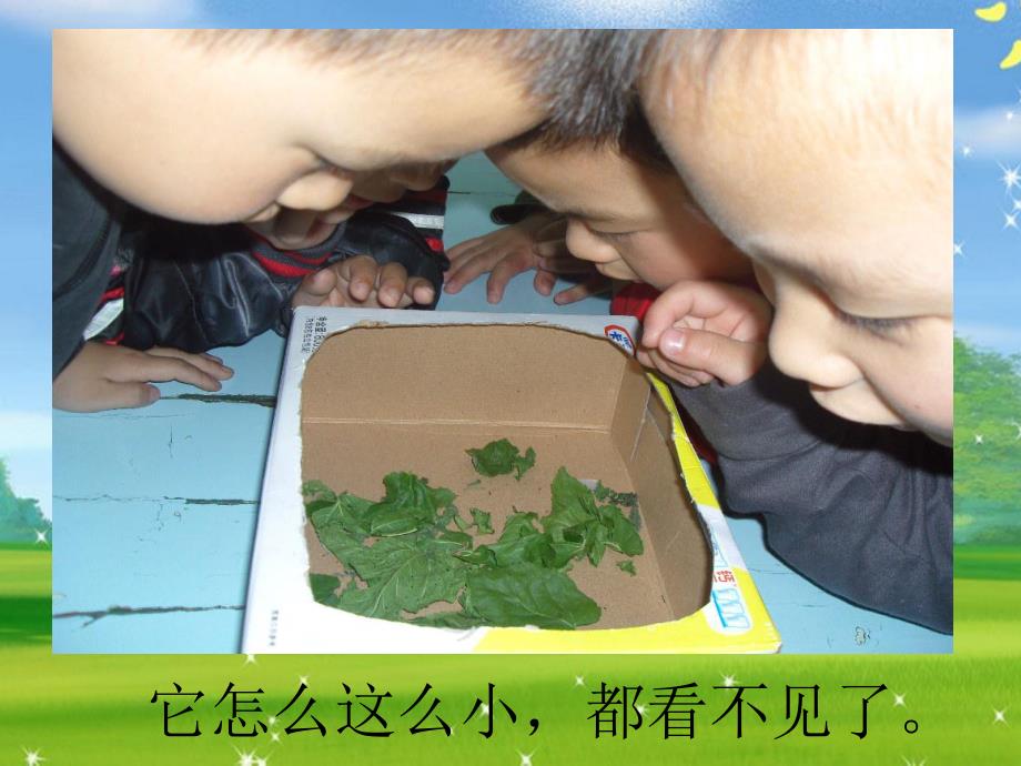 大班科学活动《会变的蚕》PPT课件教案.ppt_第3页