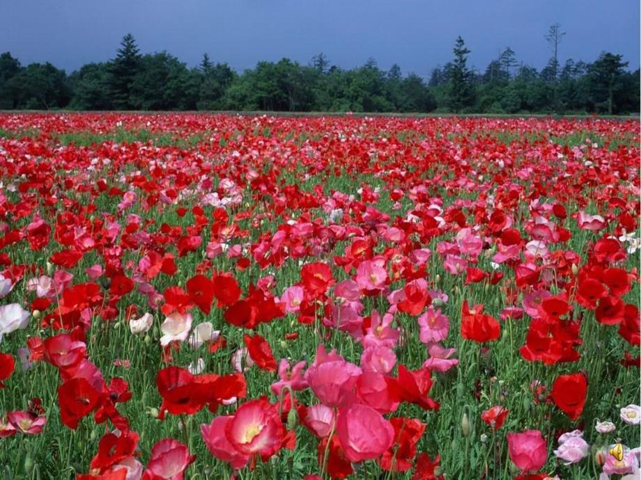 小班美术《花儿一片片》PPT课件教案小班美术《花儿一片片》课件.ppt_第2页