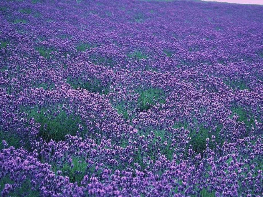 小班美术《花儿一片片》PPT课件教案小班美术《花儿一片片》课件.ppt_第3页