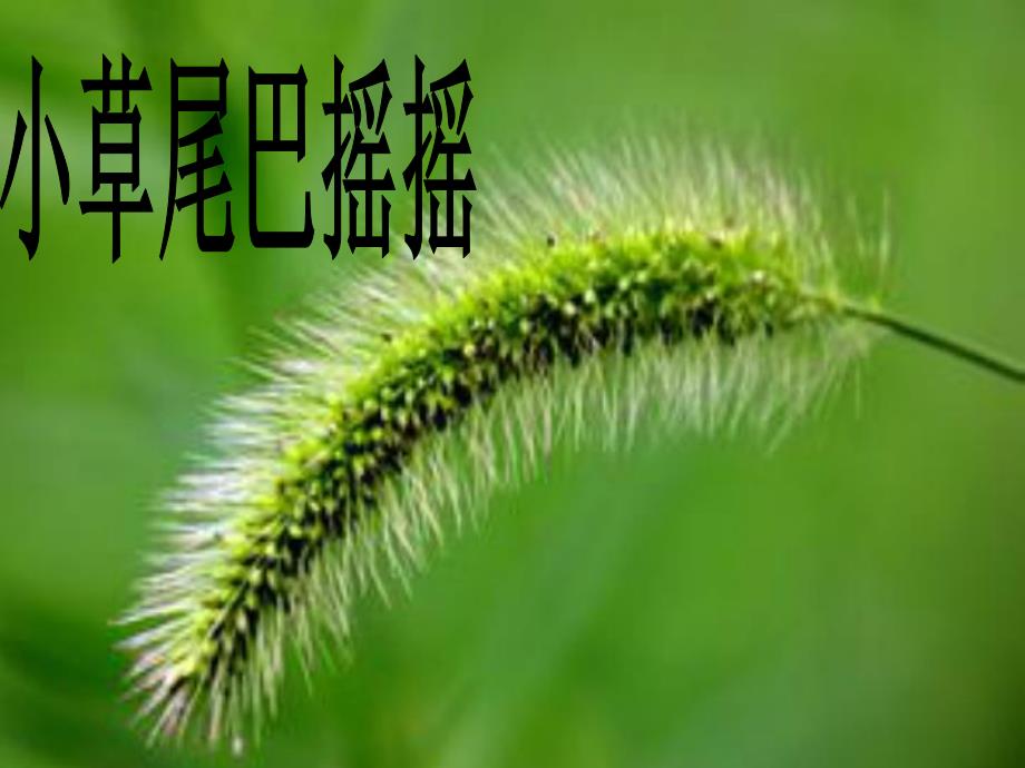 小班语言《狗尾巴草》PPT课件教案小班语言课件狗尾巴草.ppt_第3页