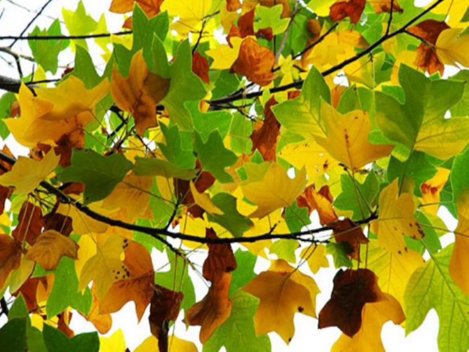 大班美术水粉画课件《天的树林》PPT课件教案视频原版课件.ppt_第2页