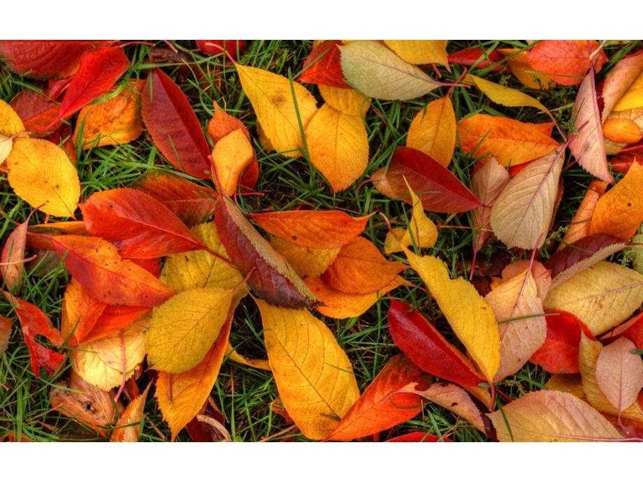 大班美术水粉画课件《天的树林》PPT课件教案视频原版课件.ppt_第3页