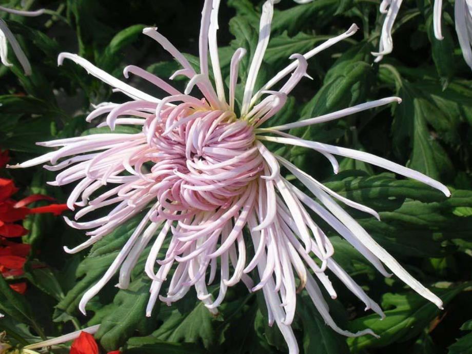 大班音乐《天多美丽》PPT课件教案天多美丽.ppt_第3页