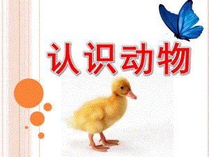 大班科学《认识动物》PPT课件教案大大班-认识动物.ppt