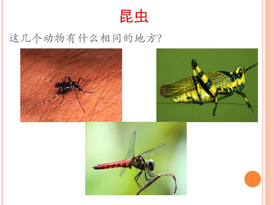 大班科学《认识动物》PPT课件教案大大班-认识动物.ppt_第3页