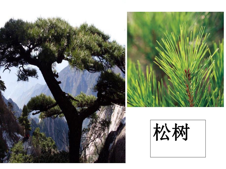 大班语言《树的种类》PPT课件大班语言-树的种类-演示文稿.ppt_第2页