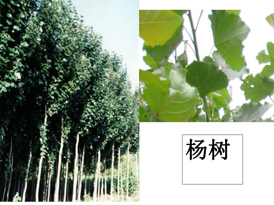 大班语言《树的种类》PPT课件大班语言-树的种类-演示文稿.ppt_第3页