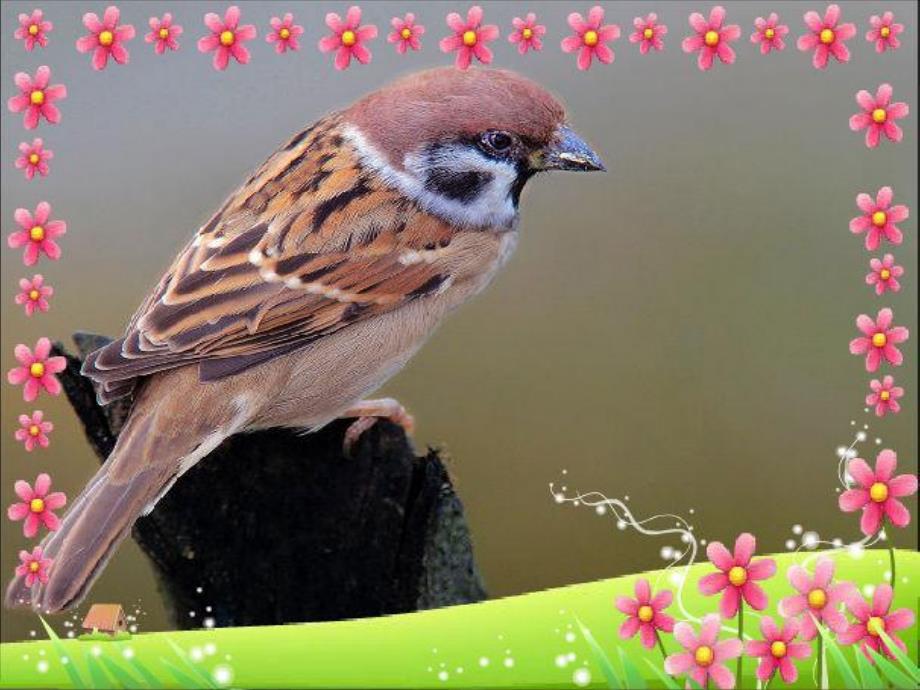 大班科学《我最喜欢的动物》PPT课件教案我最喜欢的动物.ppt_第2页