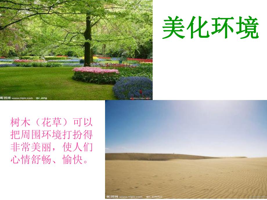大班社会《树木的作用》PPT课件教案PPT课件.ppt_第2页
